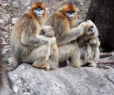 PRIMATE - MONKEY - GOLDEN SNUB-NOSED MONKEY - FOPING NATURE RESERVE, SHAANXI CHINA (91).JPG