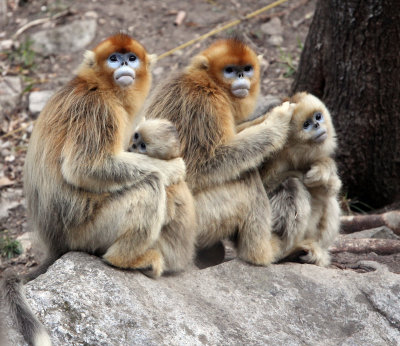 PRIMATE - MONKEY - GOLDEN SNUB-NOSED MONKEY - FOPING NATURE RESERVE, SHAANXI CHINA (92).JPG