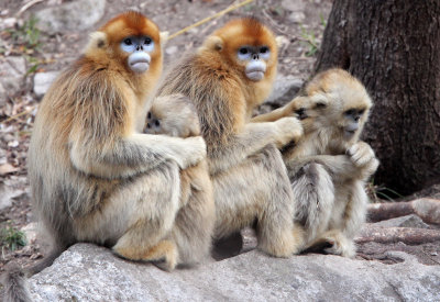 PRIMATE - MONKEY - GOLDEN SNUB-NOSED MONKEY - FOPING NATURE RESERVE, SHAANXI CHINA (95).JPG