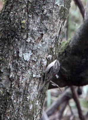 BIRD - BAR-TAILED TREE CREEPER - TANGJIAHE NATURE RESERVE, SICHUAN CHINA (2).JPG