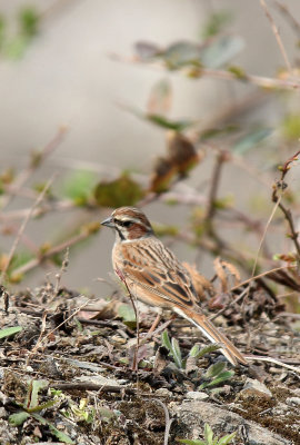 BIRD - BUNTING - MEADOW BUNTING - DONGHEKOU EARTHQUAKE VILLAGE AND MEMORIAL - SICHUAN CHINA  (1).JPG