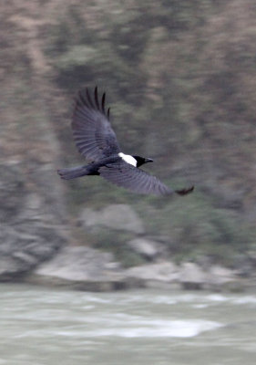 BIRD - CROW - COLLARED CROW - TANGJIAHE NATURE RESERVE, SICHUAN CHINA (1).JPG