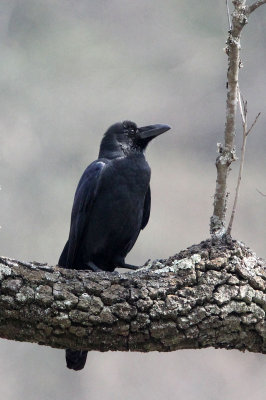 BIRD - CROW - LARGE-BILLED CROW - TANGJIAHE NATURE RESERVE, SICHUAN CHINA (10).JPG