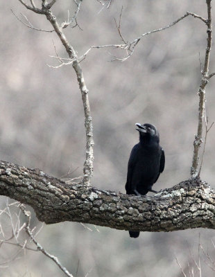 BIRD - CROW - LARGE-BILLED CROW - TANGJIAHE NATURE RESERVE, SICHUAN CHINA (7).JPG