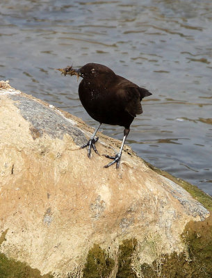 BIRD - DIPPER - BROWN DIPPER - FOPING CITY, SHAANXI CHINA (3).JPG