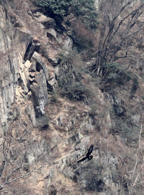 BIRD - EAGLE - GOLDEN EAGLE - TANGJIAHE NATURE RESERVE, SICHUAN CHINA (3).JPG