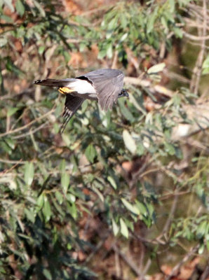 BIRD - FALCON - PEREGRINE FALCON - TANGJIAHE NATURE RESERVE, SICHUAN CHINA (2).JPG