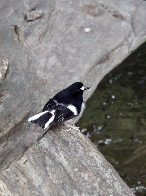 BIRD - FORKTAIL -  LITTLE FORKTAIL - TANGJIAHE NATURE RESERVE, SICHUAN CHINA (2).JPG