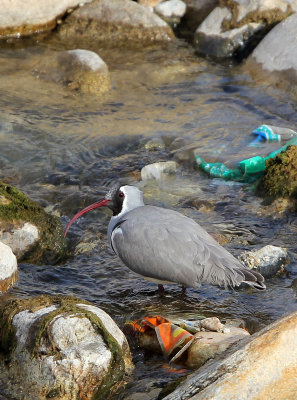 BIRD - IBISBILL - FOPING CITY, SHAANXI CHINA (13).JPG