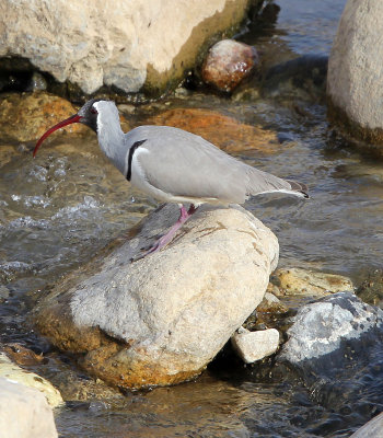 BIRD - IBISBILL - FOPING CITY, SHAANXI CHINA (27).JPG