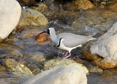 BIRD - IBISBILL - FOPING CITY, SHAANXI CHINA (32).JPG