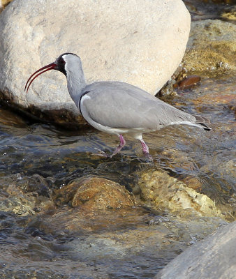 BIRD - IBISBILL - FOPING CITY, SHAANXI CHINA (40).JPG