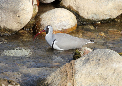 BIRD - IBISBILL - FOPING CITY, SHAANXI CHINA (46).JPG