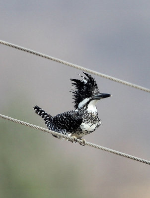 BIRD - KINGFISHER - CRESTED KINGFISHER - FOPING CITY, SHAANXI CHINA (3).JPG