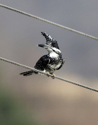 BIRD - KINGFISHER - CRESTED KINGFISHER - FOPING CITY, SHAANXI CHINA (7).JPG