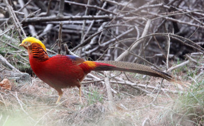 BIRD - PHEASANT - GOLDEN PHEASANT - TANGJIAHE NATURE RESERVE, SICHUAN CHINA (1).JPG