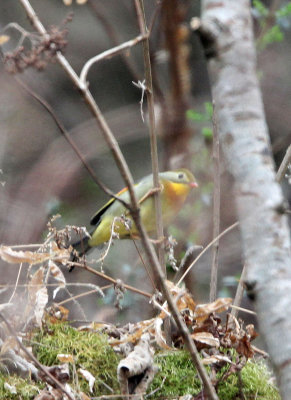 BIRD - RED-BILLED LEIOTHRIX - TANGJIAHE NATURE RESERVE, SICHUAN CHINA (1).JPG