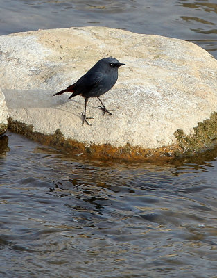 BIRD - REDSTART - PLUMBEOUS WATER REDSTART - FOPING CITY, SHAANXI CHINA (15).JPG