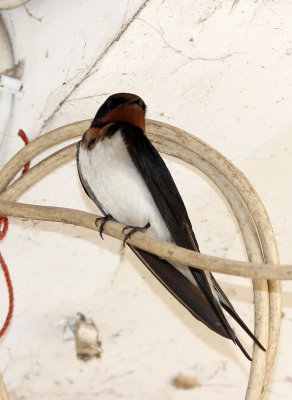 BIRD - SWALLOW - BARN SWALLOW - QINGCHUAN AND SURROUNDING AREA - SICHUAN CHINA (1).JPG