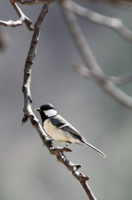 BIRD - TIT - GREAT TIT - FOPING NATURE RESERVE, SHAANXI CHINA (2).JPG