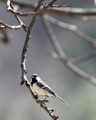 BIRD - TIT - GREAT TIT - FOPING NATURE RESERVE, SHAANXI CHINA (3).JPG