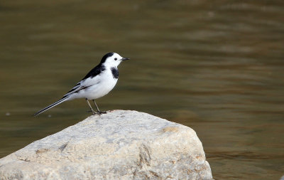 BIRD - WAGTAIL - WHITE WAGTAIL - FOPING CITY SHAANXI CHINA (6).JPG