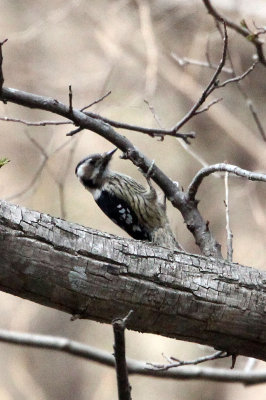 BIRD - WOODPECKER - WHITE-BACKED WOODPECKER - TANGJIAHE NATURE RESERVE, SICHUAN CHINA (17).JPG