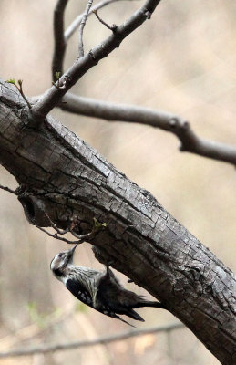 BIRD - WOODPECKER - WHITE-BACKED WOODPECKER - TANGJIAHE NATURE RESERVE, SICHUAN CHINA (7).JPG