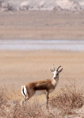 BOVID - GAZELLE - GANSU GAZELLE - GANSU DUNHUANG XIFU NATURE RESERVE - GANSU CHINA (10).JPG