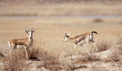 BOVID - GAZELLE - GANSU GAZELLE - GANSU DUNHUANG XIFU NATURE RESERVE - GANSU CHINA (36).JPG