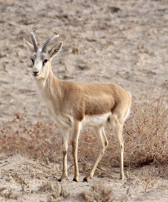 BOVID - GAZELLE - GANSU GOITERED GANSU - DUNHUANG XIFU NATIONAL NATURE RESERVE - GANSU CHINA (14).JPG