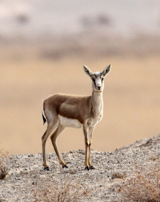 BOVID - GAZELLE - GANSU GOITERED GANSU - DUNHUANG XIFU NATIONAL NATURE RESERVE - GANSU CHINA (44).JPG