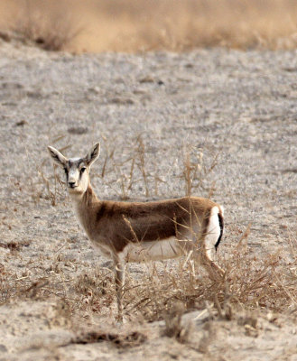 BOVID - GAZELLE - GANSU GOITERED GANSU - DUNHUANG XIFU NATIONAL NATURE RESERVE - GANSU CHINA (9).JPG