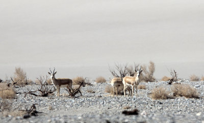 BOVID - GAZELLE - TARIM BASIN GOITERED GAZELLE - LOP NUR WILD BACTRIAN CAMEL RESERVE - XINJIANG CHINA (7).JPG