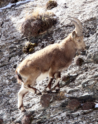 BOVID - IBEX - SIBERIAN IBEX - TIANSHAN MOUNTAINS XINJIANG CHINA (114).JPG