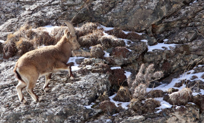 BOVID - IBEX - SIBERIAN IBEX - TIANSHAN MOUNTAINS XINJIANG CHINA (119).JPG