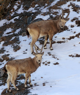 BOVID - IBEX - SIBERIAN IBEX - TIANSHAN MOUNTAINS XINJIANG CHINA (123).JPG