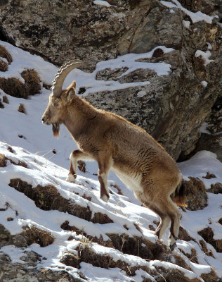 BOVID - IBEX - SIBERIAN IBEX - TIANSHAN MOUNTAINS XINJIANG CHINA (143).JPG