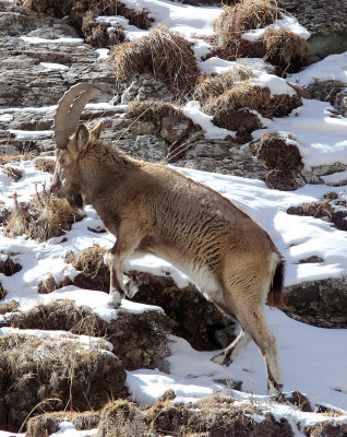 BOVID - IBEX - SIBERIAN IBEX - TIANSHAN MOUNTAINS XINJIANG CHINA (147).JPG