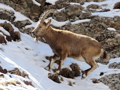 BOVID - IBEX - SIBERIAN IBEX - TIANSHAN MOUNTAINS XINJIANG CHINA (153).JPG