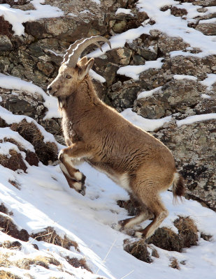 BOVID - IBEX - SIBERIAN IBEX - TIANSHAN MOUNTAINS XINJIANG CHINA (154).JPG