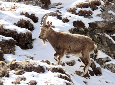 BOVID - IBEX - SIBERIAN IBEX - TIANSHAN MOUNTAINS XINJIANG CHINA (156).JPG