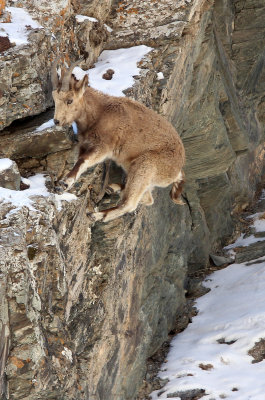 BOVID - IBEX - SIBERIAN IBEX - TIANSHAN MOUNTAINS XINJIANG CHINA (161).JPG