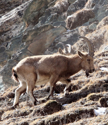 BOVID - IBEX - SIBERIAN IBEX - TIANSHAN MOUNTAINS XINJIANG CHINA (163).JPG