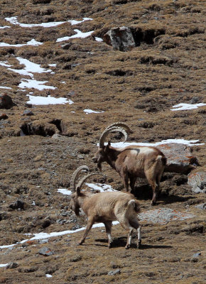 BOVID - IBEX - SIBERIAN IBEX - TIANSHAN MOUNTAINS XINJIANG CHINA (196).JPG