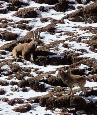 BOVID - IBEX - SIBERIAN IBEX - TIANSHAN MOUNTAINS XINJIANG CHINA (70).JPG