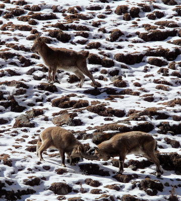 BOVID - IBEX - SIBERIAN IBEX - TIANSHAN MOUNTAINS XINJIANG CHINA (87).JPG