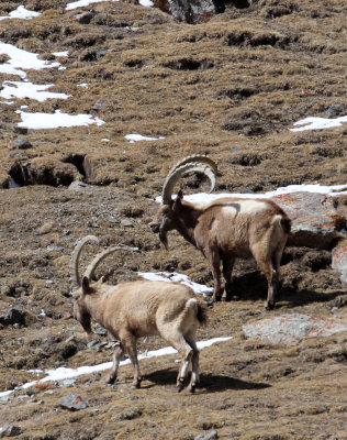 BOVID - IBEX - SIBERIAN IBEX - TIANSHAN MOUNTAINS, XINJIANG CHINA (130).JPG