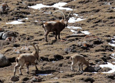 BOVID - IBEX - SIBERIAN IBEX - TIANSHAN MOUNTAINS, XINJIANG CHINA (142).JPG