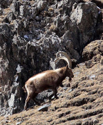 BOVID - IBEX - SIBERIAN IBEX - TIANSHAN MOUNTAINS, XINJIANG CHINA (208) - Copy.JPG